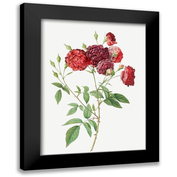 Redoute, Pierre Joseph 14x18 Black Modern Framed Museum Art Print Titled - Ternaux Rose, Rosebush with almost violet flowers, Rosa indica subviolacea