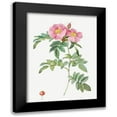 thumbnail image 1 of Redoute, Pierre Joseph 15x18 Black Modern Framed Museum Art Print Titled - Rosa lucida, Shining Rose, 1 of 5