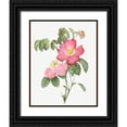 thumbnail image 1 of Redoute, Pierre Joseph 15x18 Black Ornate Wood Framed with Double Matting Museum Art Print Titled - Pink French Rose, Provins Rosebush with Pink and Simple Flowers, 1 of 4
