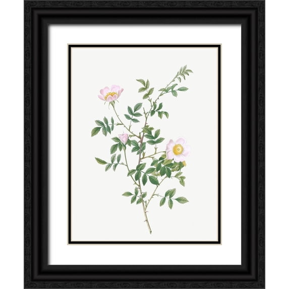 Redoute, Pierre Joseph 15x18 Black Ornate Wood Framed with Double Matting Museum Art Print Titled - Pink Hedge Rose, Rosa sepium rosea