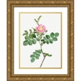 thumbnail image 1 of Redoute, Pierre Joseph 15x18 Gold Ornate Wood Framed with Double Matting Museum Art Print Titled - Sweet-Brier Rosebush, Rosa rubiginosa cretica, 1 of 4