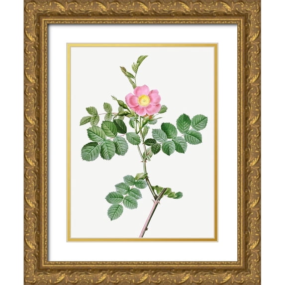 Redoute, Pierre Joseph 15x18 Gold Ornate Wood Framed with Double Matting Museum Art Print Titled - Sweet-Brier Rosebush, Rosa rubiginosa cretica