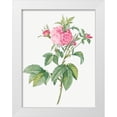 thumbnail image 1 of Redoute, Pierre Joseph 15x18 White Modern Wood Framed Museum Art Print Titled - Agatha rose, Rosa gallica Agatha, 1 of 4