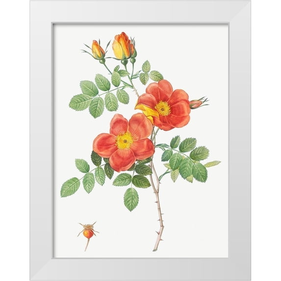 Redoute, Pierre Joseph 15x18 White Modern Wood Framed Museum Art Print Titled - Austrian Copper Rose, Rosa eglanteria var. punicea