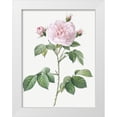 thumbnail image 1 of Redoute, Pierre Joseph 15x18 White Modern Wood Framed Museum Art Print Titled - Royal White Rose, Rosa alba regalis, 1 of 4