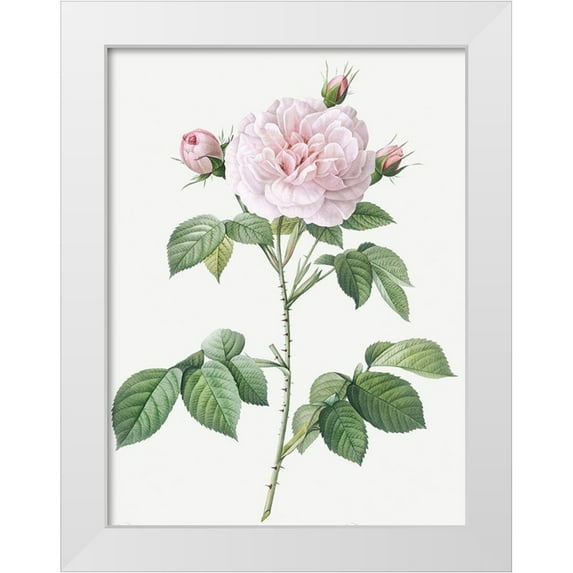 Redoute, Pierre Joseph 15x18 White Modern Wood Framed Museum Art Print Titled - Royal White Rose, Rosa alba regalis
