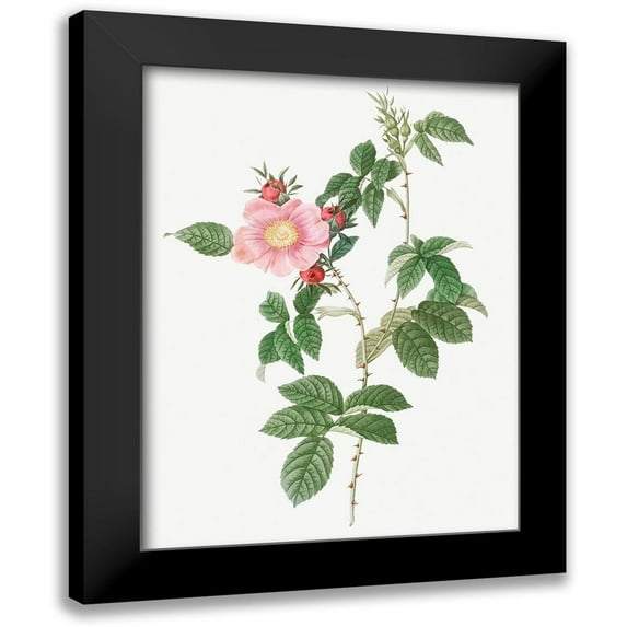 Redoute, Pierre Joseph 19x24 Black Modern Framed Museum Art Print Titled - Dog Rose, Big Flowered Dog Rose, Rosa canina grandiflora