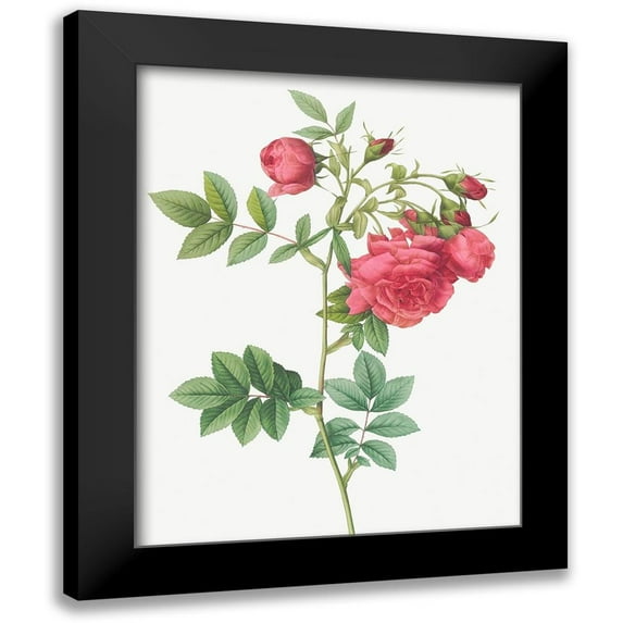 Redoute, Pierre Joseph 19x24 Black Modern Framed Museum Art Print Titled - Turnip Roses, Rosa rapa