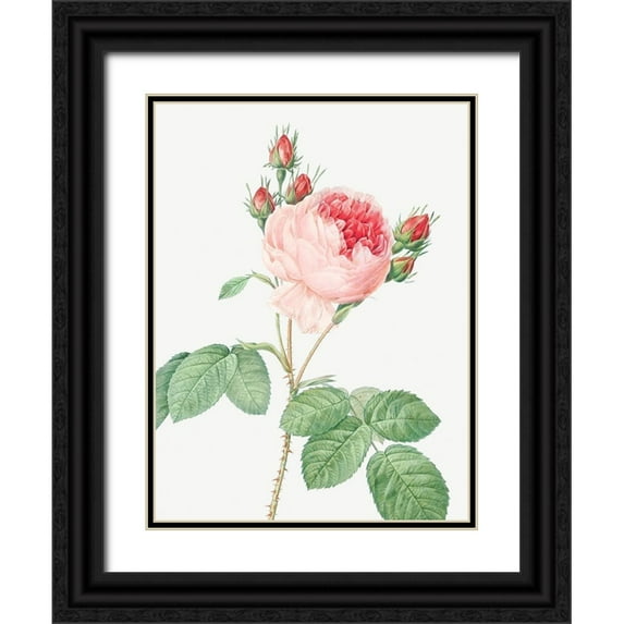 Redoute, Pierre Joseph 19x24 Black Ornate Wood Framed with Double Matting Museum Art Print Titled - Cabbage Rose, One Hundred Leaved Rose, Rosa centifolia