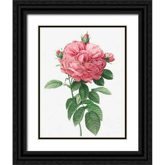 Redoute, Pierre Joseph 19x24 Black Ornate Wood Framed with Double Matting Museum Art Print Titled - Giant French Rose Bloom, Provins rosebush with gigantic flower, Rosa gallica flore giganteo