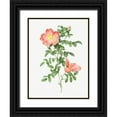 thumbnail image 1 of Redoute, Pierre Joseph 19x24 Black Ornate Wood Framed with Double Matting Museum Art Print Titled - Red sweet brier, Cherry Rosehip, Rosa eglanteria sub rubra, 1 of 4