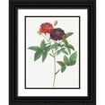 thumbnail image 1 of Redoute, Pierre Joseph 19x24 Black Ornate Wood Framed with Double Matting Museum Art Print Titled - Rose of Van Eeden, Rosa gallica purpurea velutina, parva, 1 of 4
