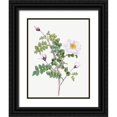 thumbnail image 1 of Redoute, Pierre Joseph 19x24 Black Ornate Wood Framed with Double Matting Museum Art Print Titled - Double White Burnet Rose, Pimple Rose with White Flowers, Rosa Pimpinellifolia Alba Flore Multiplei, 1 of 4