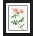 thumbnail image 1 of Redoute, Pierre Joseph 19x24 Black Ornate Wood Framed with Double Matting Museum Art Print Titled - Rose of Lady Monson, Rosa collina monsoniana, 1 of 4