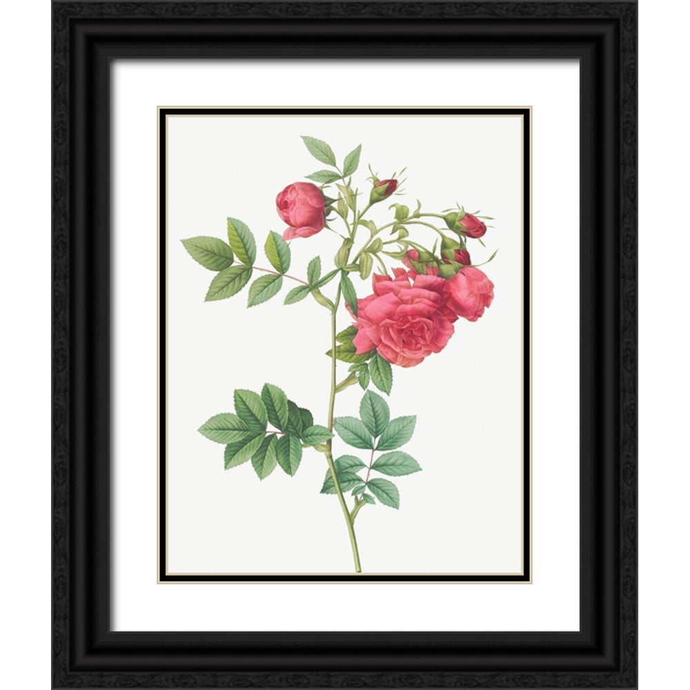 Redoute, Pierre Joseph 12x14 White Modern Wood Framed Museum Art