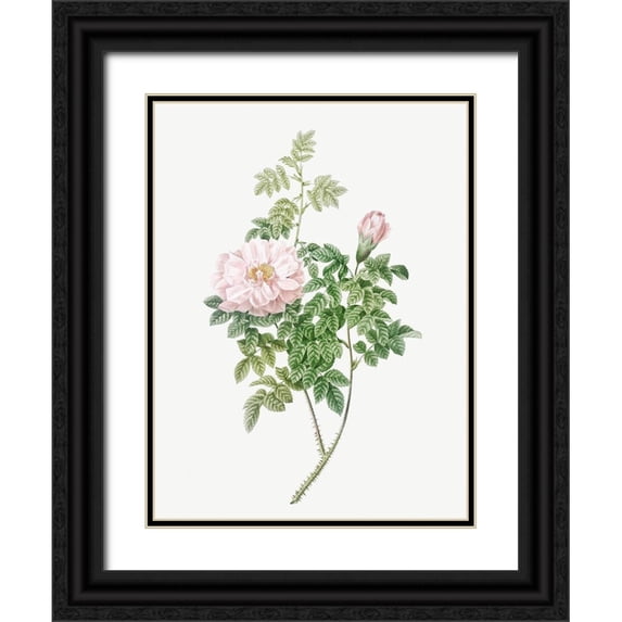 Redoute, Pierre Joseph 19x24 Black Ornate Wood Framed with Double Matting Museum Art Print Titled - Ventenats Rose, Rose Bush, Rosa ventenatiana