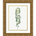 thumbnail image 1 of Redoute, Pierre Joseph 19x24 Gold Ornate Wood Framed with Double Matting Museum Art Print Titled - Cuspidate Rose, Rosa aciphylla, 1 of 4