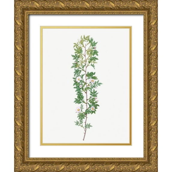 Redoute, Pierre Joseph 19x24 Gold Ornate Wood Framed with Double Matting Museum Art Print Titled - Cuspidate Rose, Rosa aciphylla