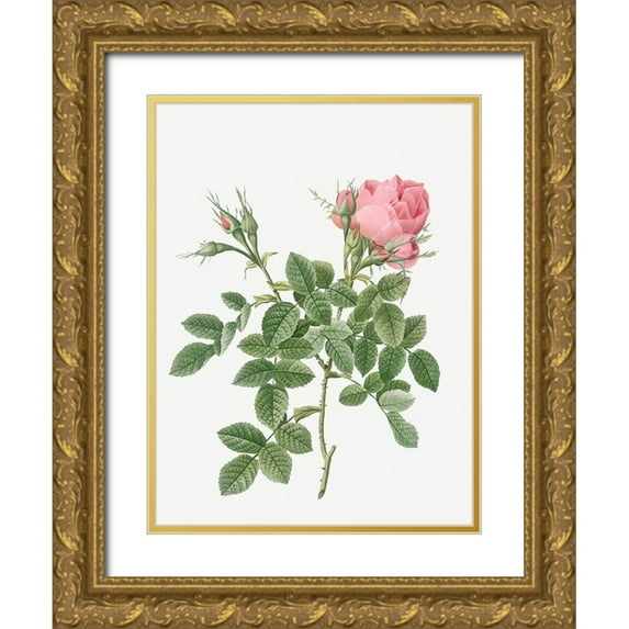 Redoute, Pierre Joseph 19x24 Gold Ornate Wood Framed with Double Matting Museum Art Print Titled - Dwarf Four Seasons Rose, Rosa bifera pumila