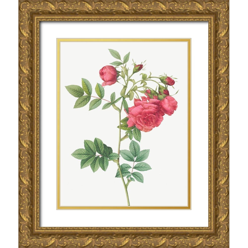 Redoute, Pierre Joseph 12x14 White Modern Wood Framed Museum Art