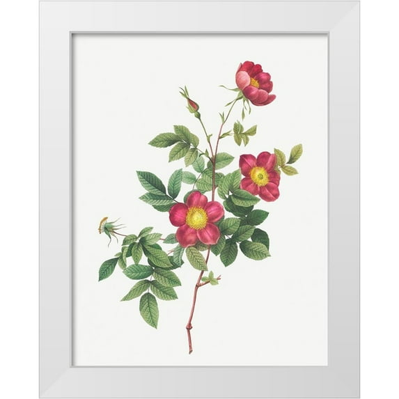 Redoute, Pierre Joseph 19x24 White Modern Wood Framed Museum Art Print Titled - Alpine Rose, Common Alpine Rose Garden, Rosa Alpina vulgaris