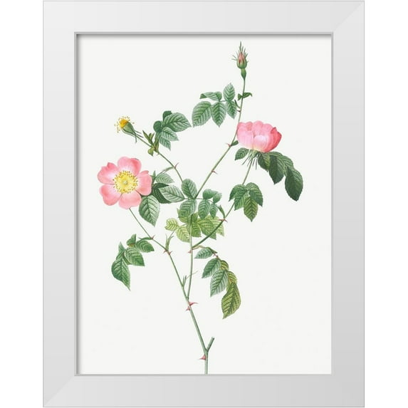 Redoute, Pierre Joseph 19x24 White Modern Wood Framed Museum Art Print Titled - Austrian Briar, Rosa foetida