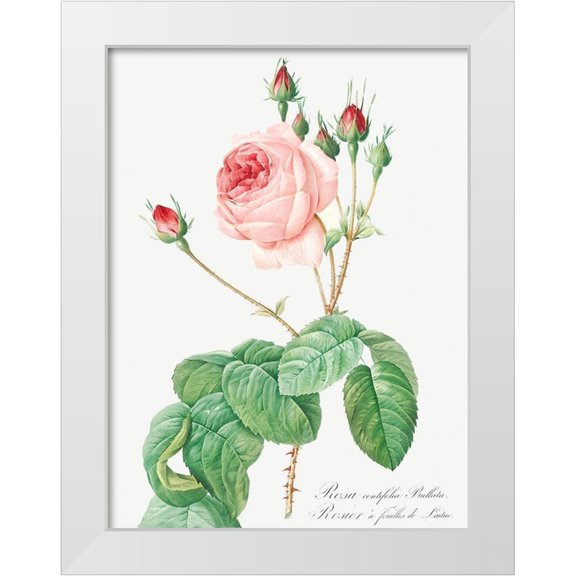 Redoute, Pierre Joseph 19x24 White Modern Wood Framed Museum Art Print Titled - Cabbage Rose, Rosebush with Lettuce Leaves, Rosa centifolia bullata