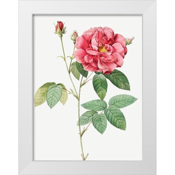 Redoute, Pierre Joseph 19x24 White Modern Wood Framed Museum Art Print Titled - French Rose, Ordinary Provins Rosebush, Rosa galluca offuenalis