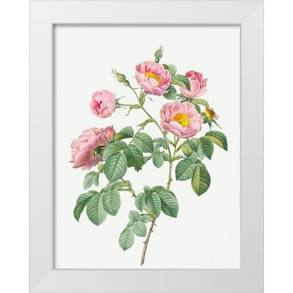 Redoute, Pierre Joseph 19x24 White Modern Wood Framed Museum Art Print Titled - Tomentose Rose, Rosebush with Soft Leaves, Rosa mollissima