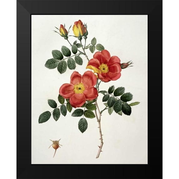 Redoute, Pierre Joseph 20x24 Black Modern Framed Museum Art Print Titled - Rosa Eglanteria - Punicea