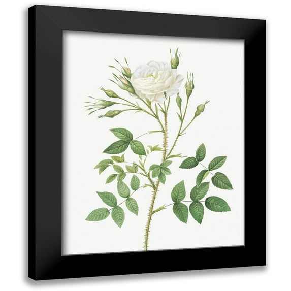Redoute, Pierre Joseph 20x24 Black Modern Framed Museum Art Print Titled - Rose of Rosenberg, Rosa rosenbergiana