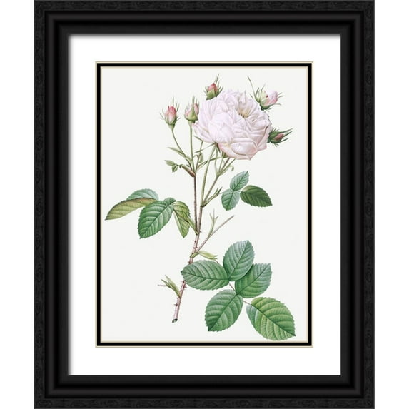 Redoute, Pierre Joseph 25x32 Black Ornate Wood Framed with Double Matting Museum Art Print Titled - Cabbage Rose White Provence, Unique Blance, Rosa centifolia mutabilis
