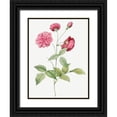 thumbnail image 1 of Redoute, Pierre Joseph 25x32 Black Ornate Wood Framed with Double Matting Museum Art Print Titled - China Rose, Bengal Animating, Rosa indica dichotoma, 1 of 4