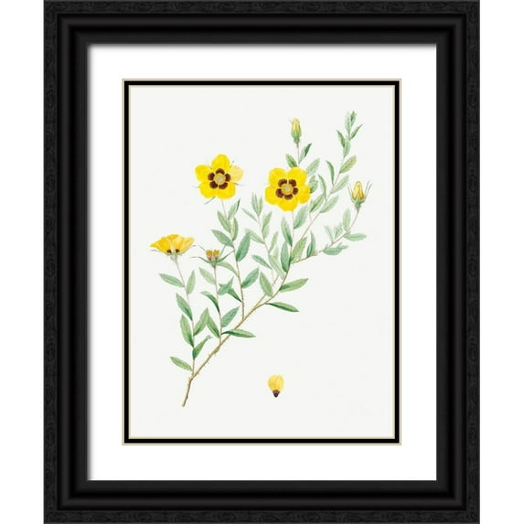 Redoute, Pierre Joseph 25x32 Black Ornate Wood Framed with Double Matting Museum Art Print Titled - Rosa persica, Rose Leaved Rosebush, Rosa berberifolia