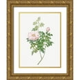 thumbnail image 1 of Redoute, Pierre Joseph 25x32 Gold Ornate Wood Framed with Double Matting Museum Art Print Titled - Ventenats Rose, Rose Bush, Rosa ventenatiana, 1 of 4