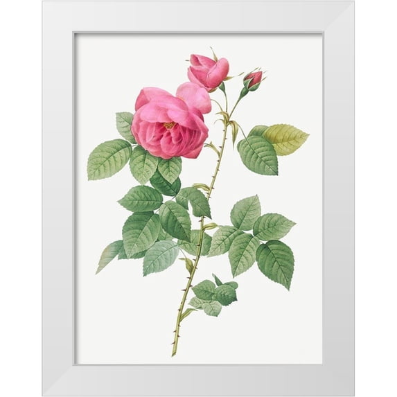 Redoute, Pierre Joseph 25x32 White Modern Wood Framed Museum Art Print Titled - Bourbon Rose, Rosa canina burboniana