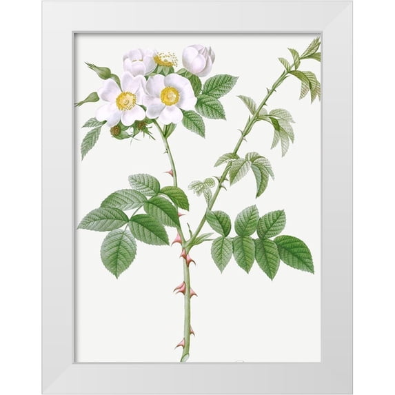 Redoute, Pierre Joseph 25x32 White Modern Wood Framed Museum Art Print Titled - White Flowered Rose, Rosa leucantha
