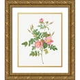 thumbnail image 1 of Redoute, Pierre Joseph 26x31 Gold Ornate Wood Framed with Double Matting Museum Art Print Titled - Sweet Briar, Rusty Rose with Semi-Double Flowers, Rosa rubiginosa flore semi-pleno, 1 of 4