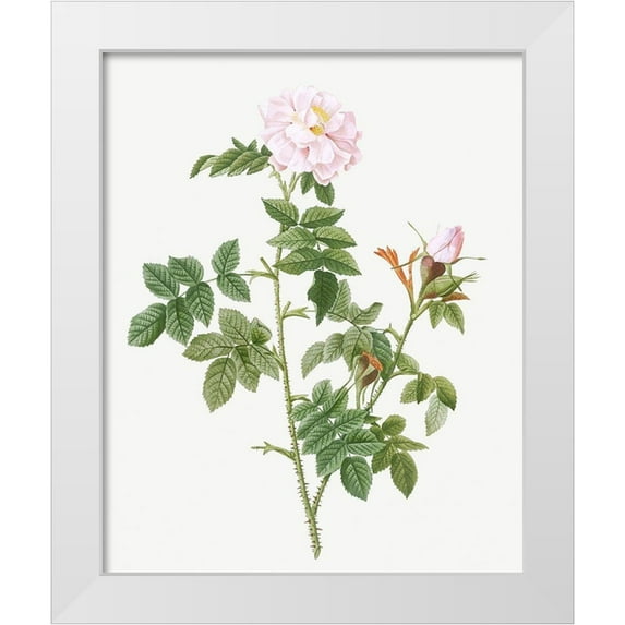 Redoute, Pierre Joseph 26x31 White Modern Wood Framed Museum Art Print Titled - Pale pink flower, Rosa orbefsanea
