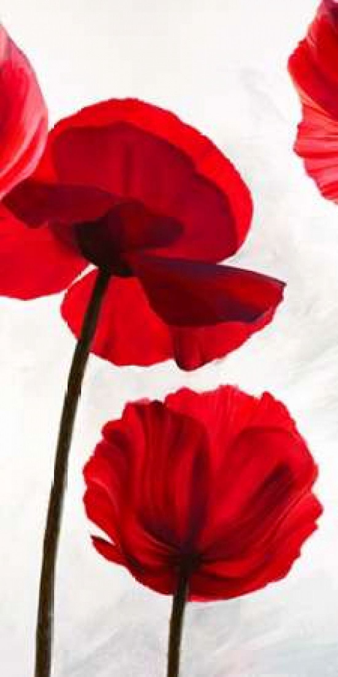 Reds II Canvas Art - Luca Villa (10 x 20)