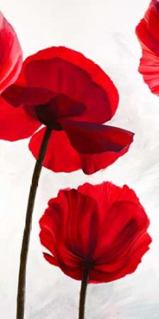 Reds II Canvas Art - Luca Villa (24 x 48)