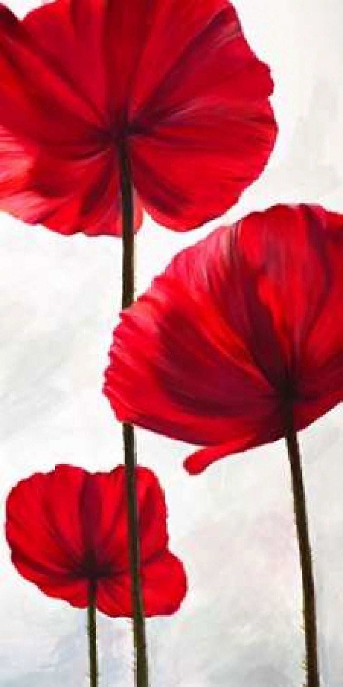 Reds III Canvas Art - Luca Villa (10 x 20)
