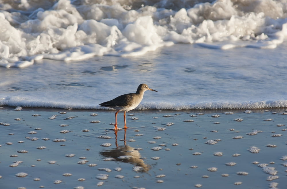 Redshank (Tringa Totanus) Northumberland England Canvas Art - John Short Design Pics (19 x 12)