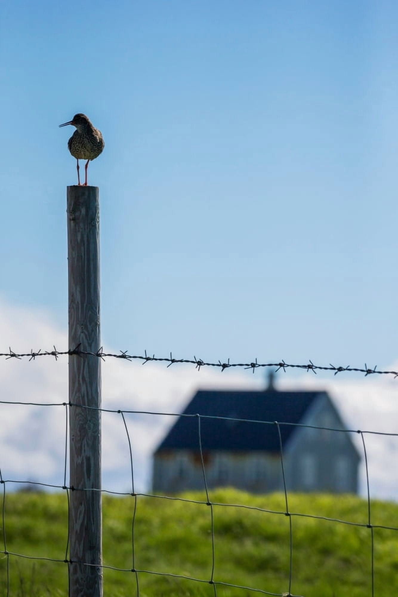 Redshank (Tringa totanus) Flatey Island Breidafjordur Iceland Canvas Art - Panoramic Images (27 x 9)