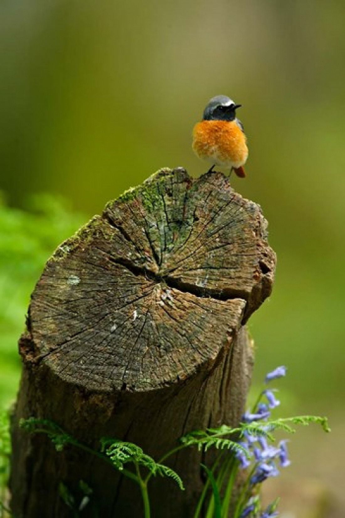 Redstart bird Forest of Dean Gloucestershire UK Canvas Art - David Slater DanitaDelimont (23 x 34)