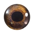 thumbnail image 1 of Redtail Hawk Glass Eyes, 1 of 4