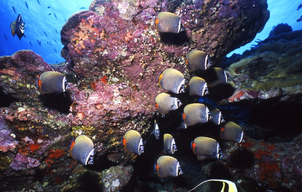 Redtail butterflyfish Thailand Canvas Art - Beverly FactorStocktrek Images (36 x 23)