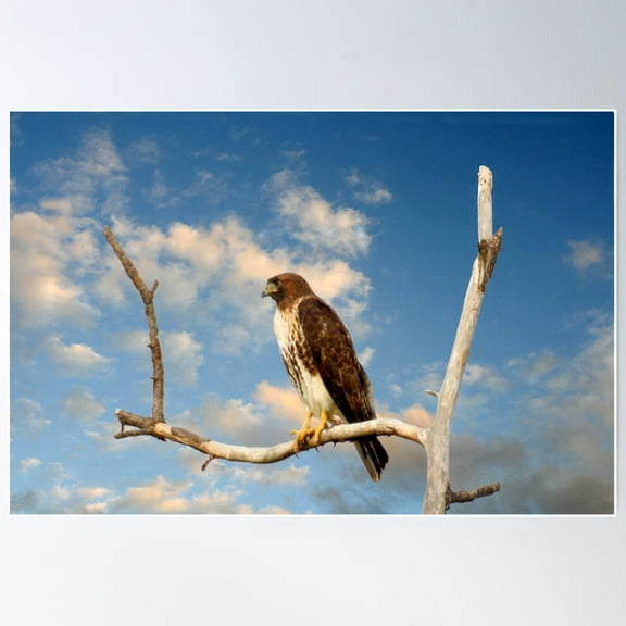 Redtailed Hawk Poster Wall Art, Modern Wall Decor For Living Room Bedroom, 24x36 UNFRAMED