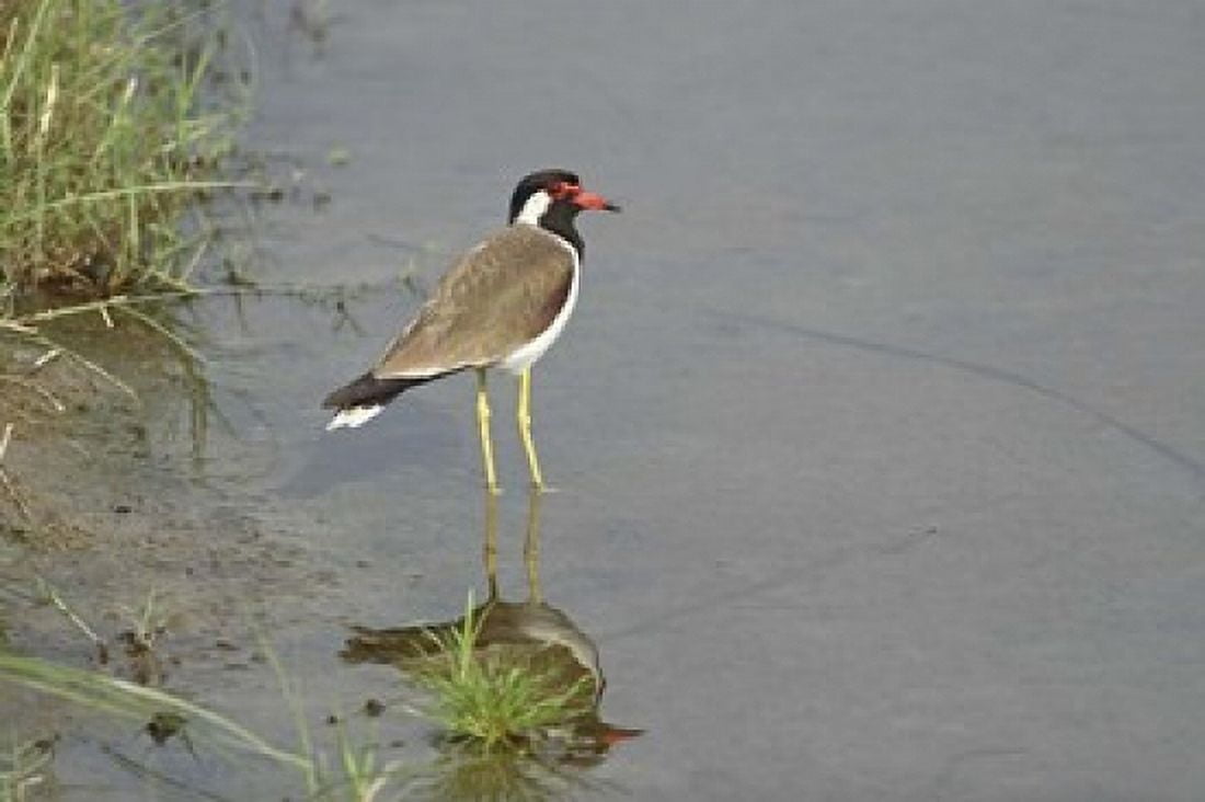 Redwattled Lapwing bird Corbett NP India Canvas Art - Jagdeep Rajput DanitaDelimont (26 x 18)