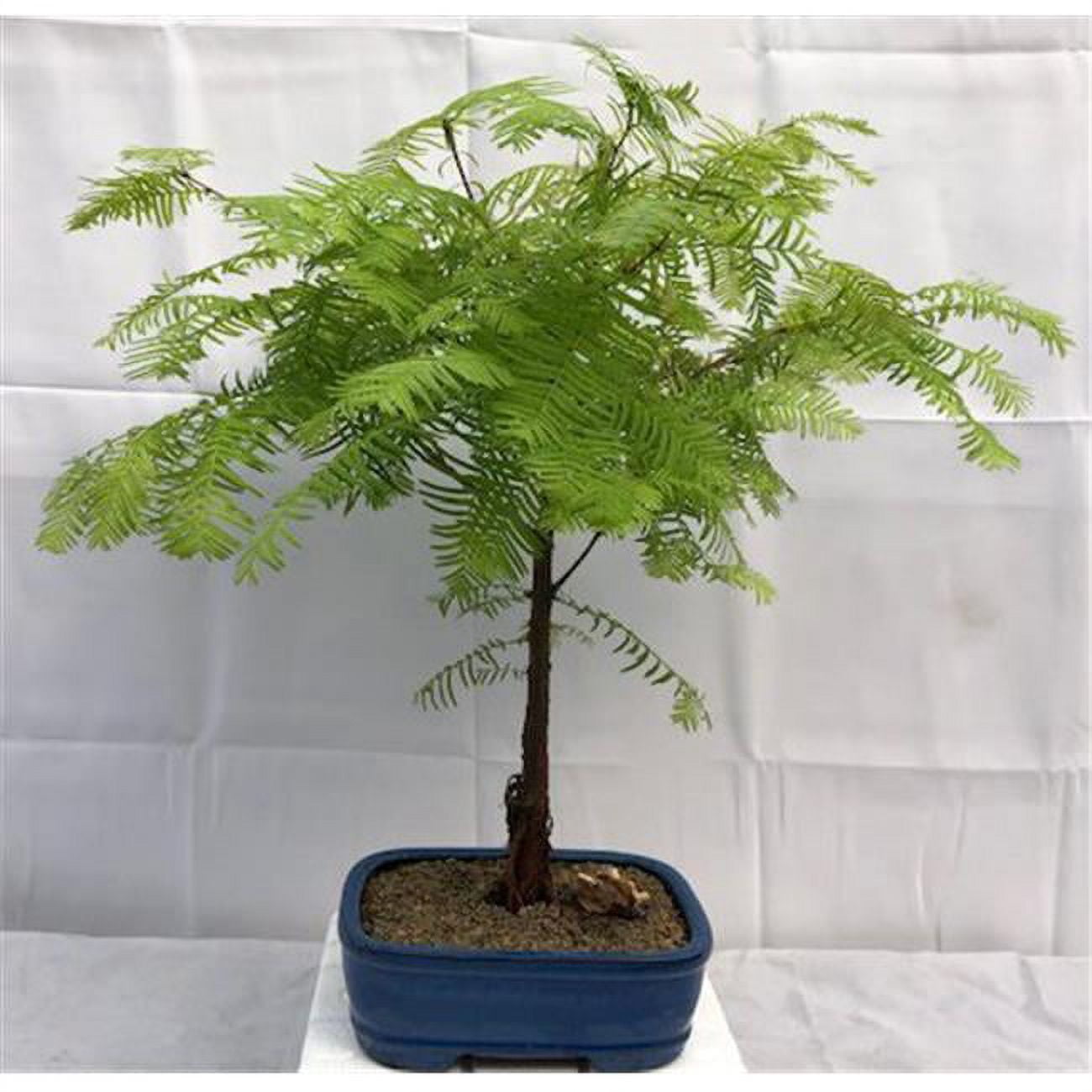 ginseng bonsai giftig für katzen Ficus 'Ginseng' Bonsai Ø:12 H:30 cm - Pflegeleichter Bonsai main image 0